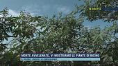 Morte avvelenate, vi mostriamo le piante di ricino