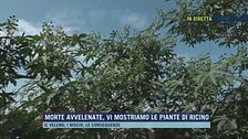 Morte avvelenate, vi mostriamo le piante di ricino