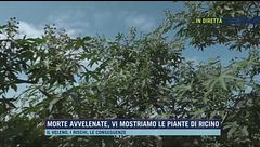 Morte avvelenate, vi mostriamo le piante di ricino