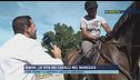 Rimini, la vita dei cavalli nel maneggio