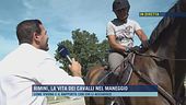 Rimini, la vita dei cavalli nel maneggio