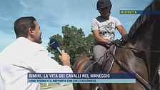Rimini, la vita dei cavalli nel maneggio