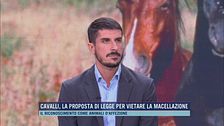 Cavalli, la proposta di legge per vietare la macellazione