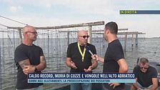 Caldo record, moira di cozze e vongole nell'alto Adriatico