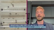 L'inviato delle Iene punto da una zecca africana