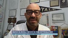 Morso di zecca, i rischi da non sottovalutare