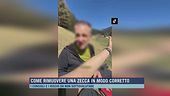 Come rimuovere una zecca in modo corretto