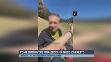 Come rimuovere una zecca in modo corretto