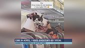 Cani in aereo, i video divertenti dei social
