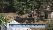 Lupo assale bimbo, il cane di casa muore per proteggerlo