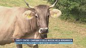 Turisti contro i campanacci delle mucche nella bergamasca