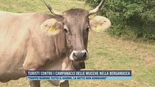 Turisti contro i campanacci delle mucche nella bergamasca
