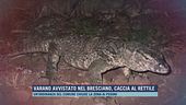 Varano avvistato nel Bresciano, è caccia al rettile