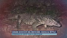 Varano avvistato nel Bresciano, è caccia al rettile