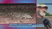 Montichiari, avvistato un varano, c'è la fotografia