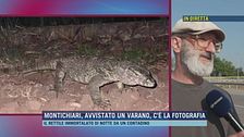 Montichiari, avvistato un varano, c'è la fotografia