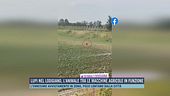 Lupi nel Lodigiano, l'animale tra le macchine agricole in funzione