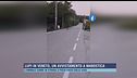 Lupi in Veneto, un avvistamento a Marostica