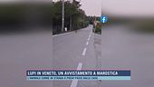 Lupi in Veneto, un avvistamento a Marostica