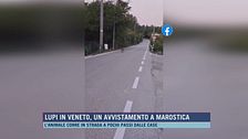 Lupi in Veneto, un avvistamento a Marostica