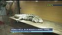 Bagnolo Mella, da un negozio di animali domestici