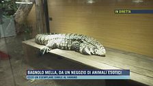 Bagnolo Mella, da un negozio di animali domestici