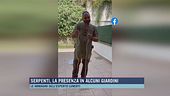 Serpenti, la presenza in alcuni giardini
