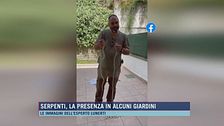 Serpenti, la presenza in alcuni giardini