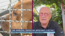 Cani aggressivi, come difendersi quando attaccano?