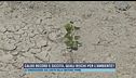 Caldo record e siccità, quali rischi per l'ambiente?