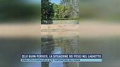 Zelo buon persico, la situazione dei pesci nel laghetto