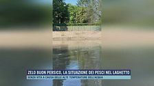 Zelo buon persico, la situazione dei pesci nel laghetto