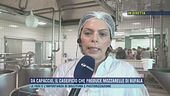 Da Capaccio, il caseificio che produce mozzarelle di bufala