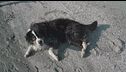 Vacanze pet friendly, l'Italia tra le mete più accoglienti