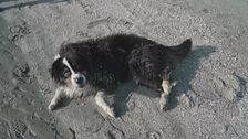 Vacanze pet friendly, l'Italia tra le mete più accoglienti