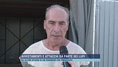 Avvistamenti e attacchi da parte dei lupi