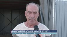 Avvistamenti e attacchi da parte dei lupi