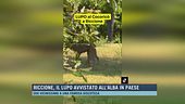 Riccione, il lupo avvistato all'alba in paese