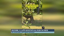 Riccione, il lupo avvistato all'alba in paese