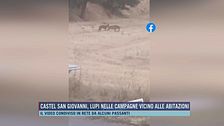 Castel San Giovanni, lupi nelle campagne vicino alle abitazioni