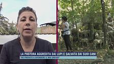La pastora aggredita dai lupi e salvata dai suoi cani