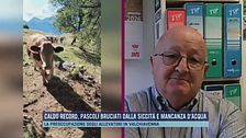 Caldo record, pascoli bruciati dalla siccità e mancanza d'acqua