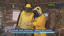 Allarme vespe orientalis, i consigli dell'esperto