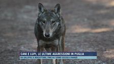 Cani e lupi, le ultime aggressioni in Puglia