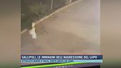 Gallipoli, le immagini dell'aggressione del lupo