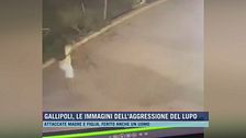 Gallipoli, le immagini dell'aggressione del lupo