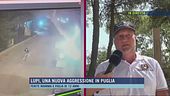 Lupi, una nuova aggressione in Puglia