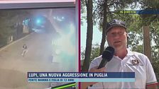 Lupi, una nuova aggressione in Puglia