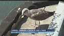 Camogli, gabbiani a caccia di cibo e prede