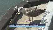 Camogli, gabbiani a caccia di cibo e prede